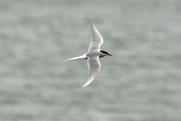 Day 05 IC Angelsea 2023-05-10 - Tern Artic (3)