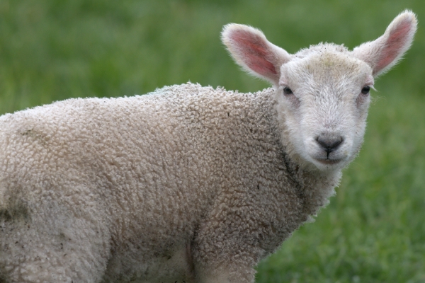 Day 06 IC Burton Marsh 2023-05-12 - Lambs (1)