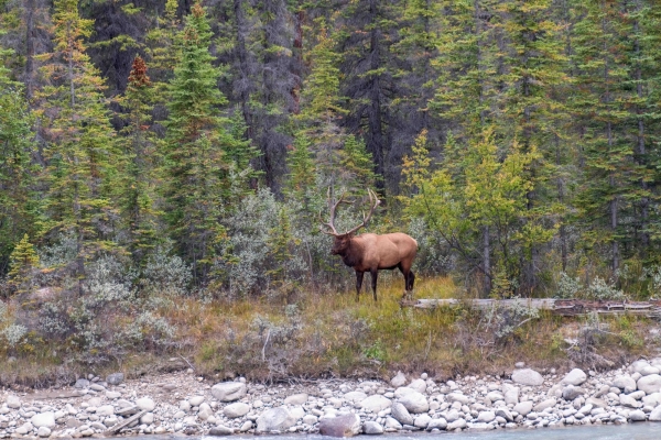 Day-09 Jasper IcefieldsPkwy 2022-09-23 193