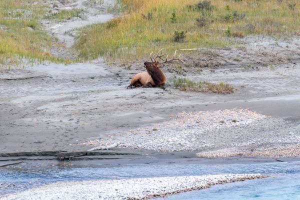 Day-09 Jasper IcefieldsPkwy 2022-09-23 210