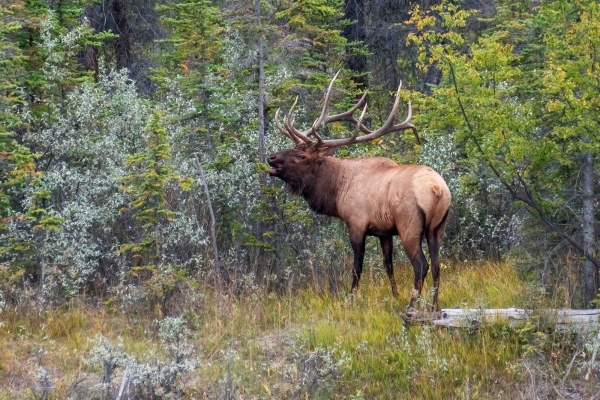 Day-09 Jasper IcefieldsPkwy 2022-09-23 216