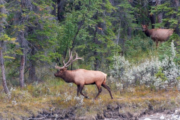 Day-09 Jasper IcefieldsPkwy 2022-09-23 235