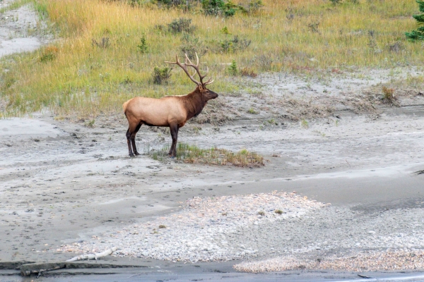 Day-09 Jasper IcefieldsPkwy 2022-09-23 238