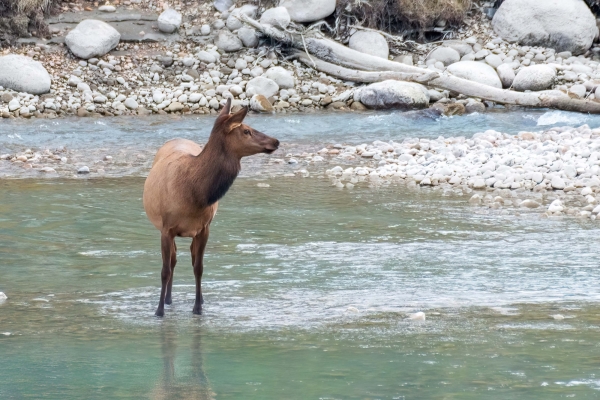 Day-09 Jasper IcefieldsPkwy 2022-09-23 254