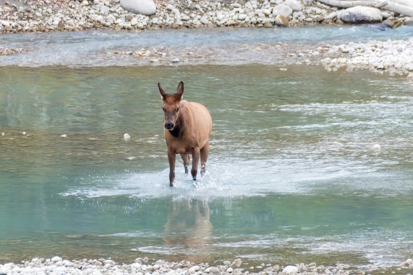 Day-09 Jasper IcefieldsPkwy 2022-09-23 258