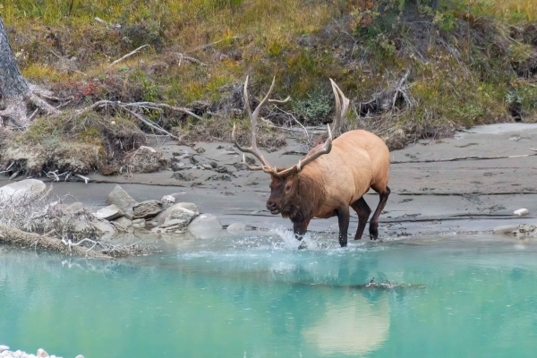 Day-09 Jasper IcefieldsPkwy 2022-09-23 271