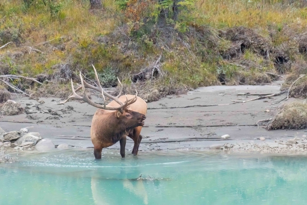 Day-09 Jasper IcefieldsPkwy 2022-09-23 275