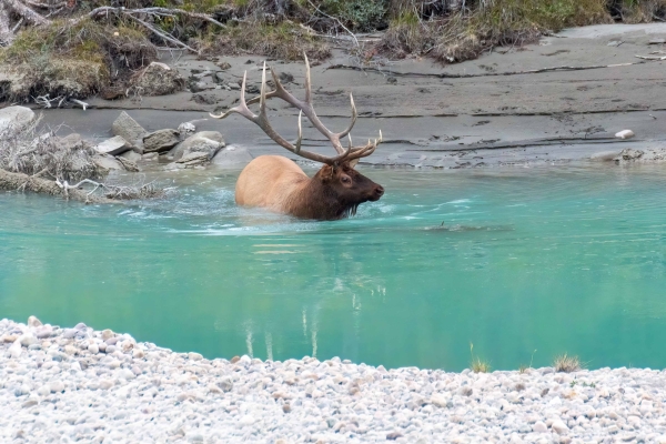 Day-09 Jasper IcefieldsPkwy 2022-09-23 277