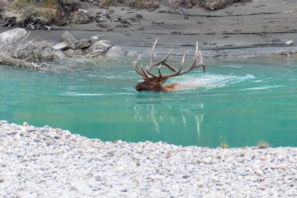 Day-09 Jasper IcefieldsPkwy 2022-09-23 279