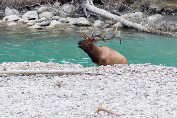 Day-09 Jasper IcefieldsPkwy 2022-09-23 285