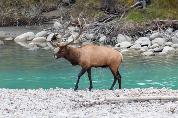 Day-09 Jasper IcefieldsPkwy 2022-09-23 300