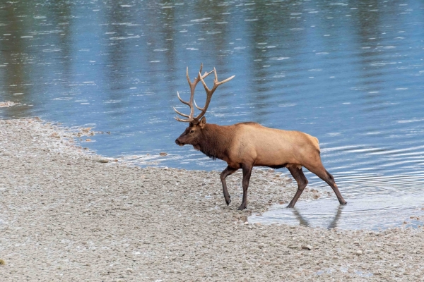 Day-09 Jasper IcefieldsPkwy 2022-09-23 308