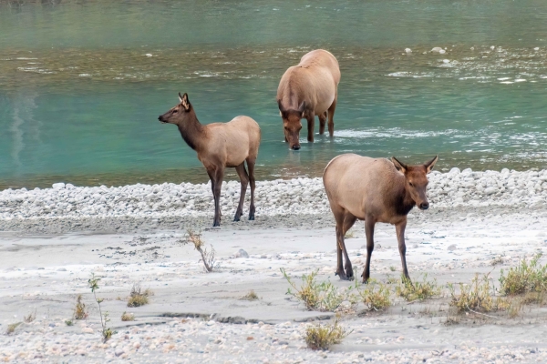 Day-09 Jasper IcefieldsPkwy 2022-09-23 321