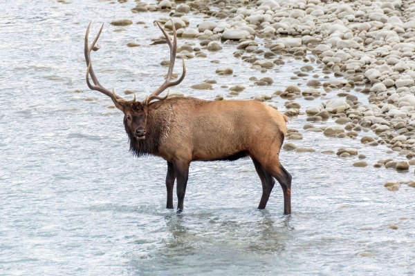 Day-09 Jasper IcefieldsPkwy 2022-09-23 327