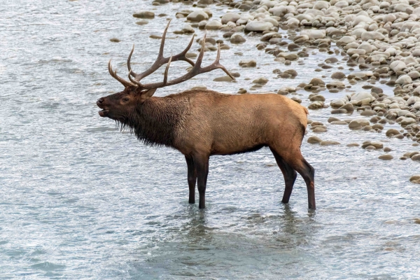 Day-09 Jasper IcefieldsPkwy 2022-09-23 331