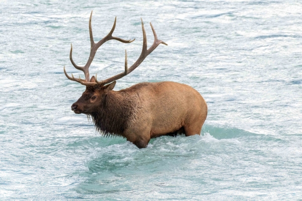 Day-09 Jasper IcefieldsPkwy 2022-09-23 397