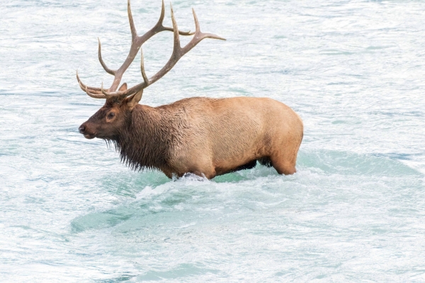 Day-09 Jasper IcefieldsPkwy 2022-09-23 402