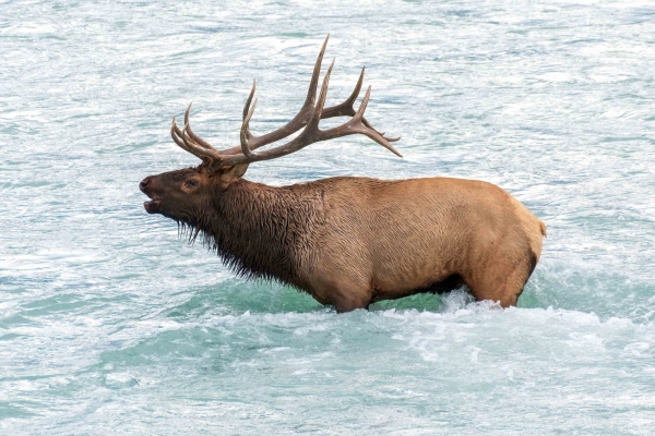 Day-09 Jasper IcefieldsPkwy 2022-09-23 404