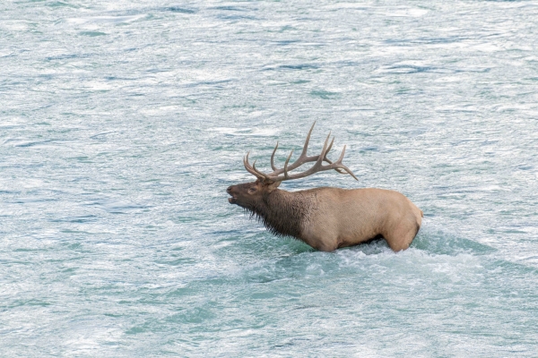 Day-09 Jasper IcefieldsPkwy 2022-09-23 416