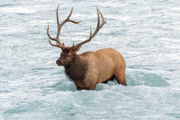 Day-09 Jasper IcefieldsPkwy 2022-09-23 418