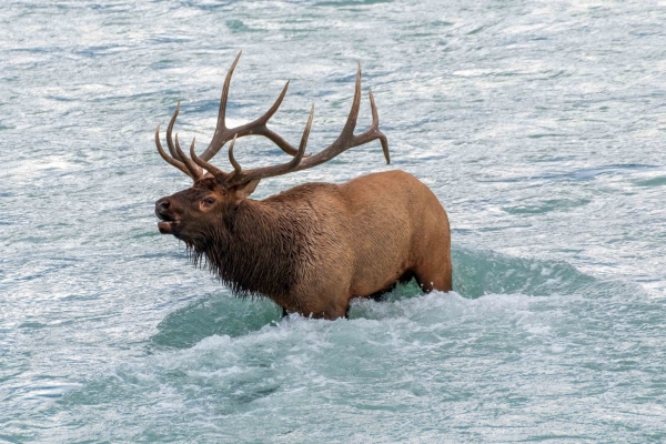 Day-09 Jasper IcefieldsPkwy 2022-09-23 453