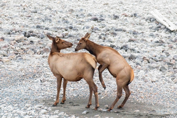 Day-09 Jasper IcefieldsPkwy 2022-09-23 474