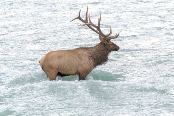 Day-09 Jasper IcefieldsPkwy 2022-09-23 485