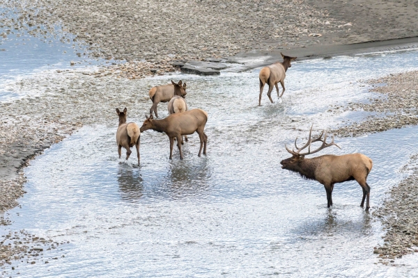 Day-09 Jasper IcefieldsPkwy 2022-09-23 538