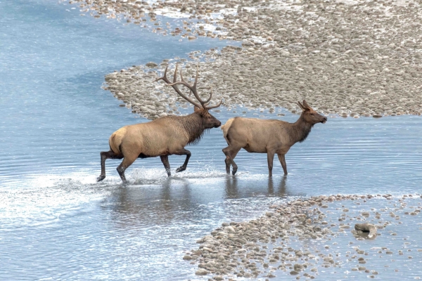 Day-09 Jasper IcefieldsPkwy 2022-09-23 549