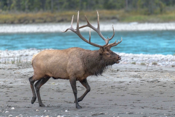 Day-09 Jasper IcefieldsPkwy 2022-09-23 629