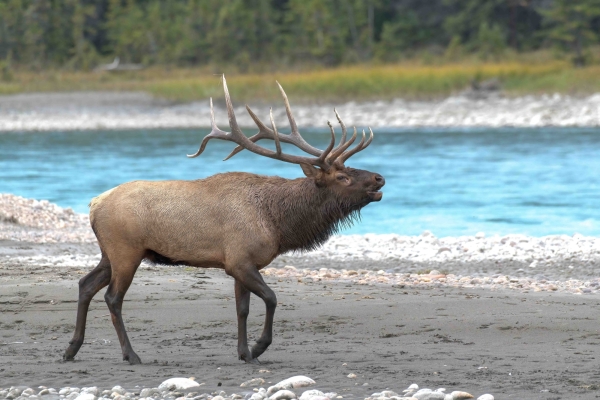 Day-09 Jasper IcefieldsPkwy 2022-09-23 639