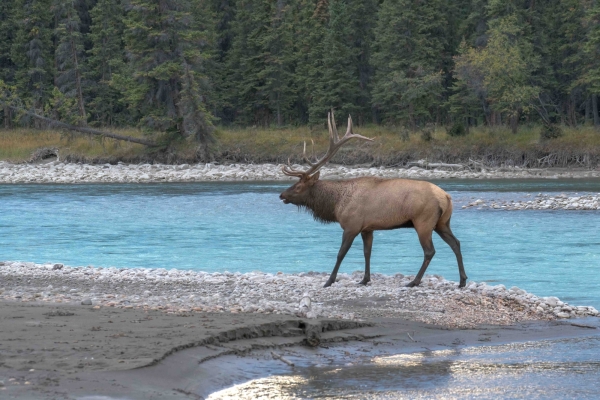 Day-09 Jasper IcefieldsPkwy 2022-09-23 652