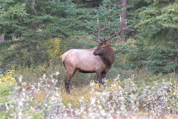 Day-11 Jasper - Banff 2022-09-25 14