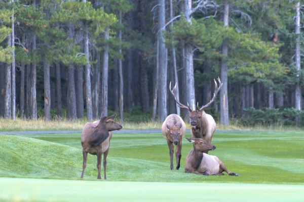 Day-12 Banff Golf Elk 2022-09-26 103