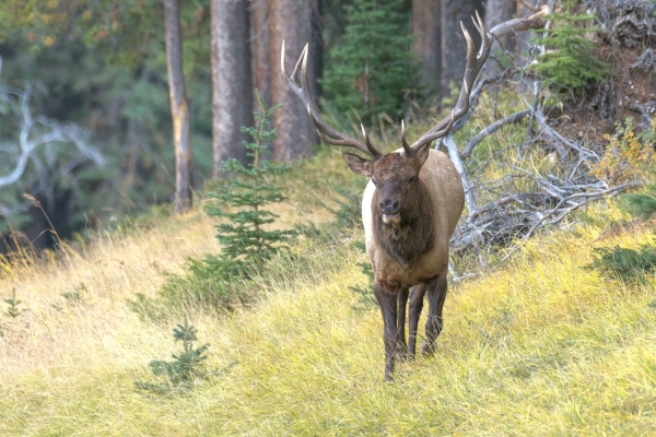 Day-12 Banff Golf Elk 2022-09-26 11