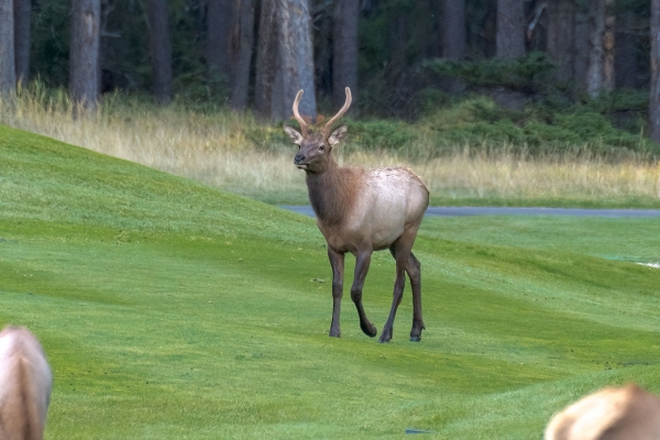 Day-12 Banff Golf Elk 2022-09-26 2