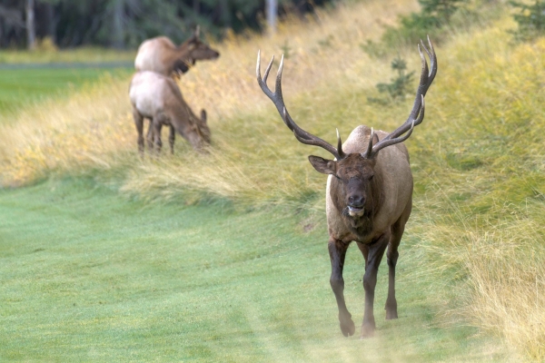 Day-12 Banff Golf Elk 2022-09-26 44