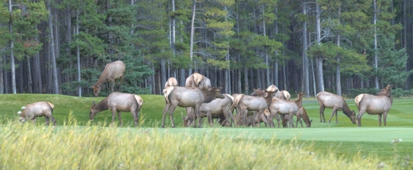 Day-12 Banff Golf Elk 2022-09-26 66