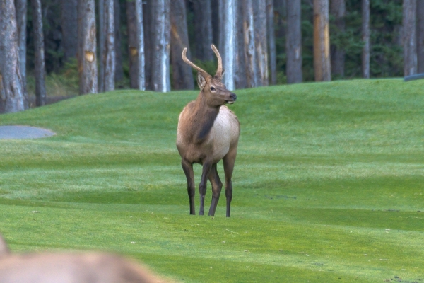 Day-12 Banff Golf Elk 2022-09-26 7