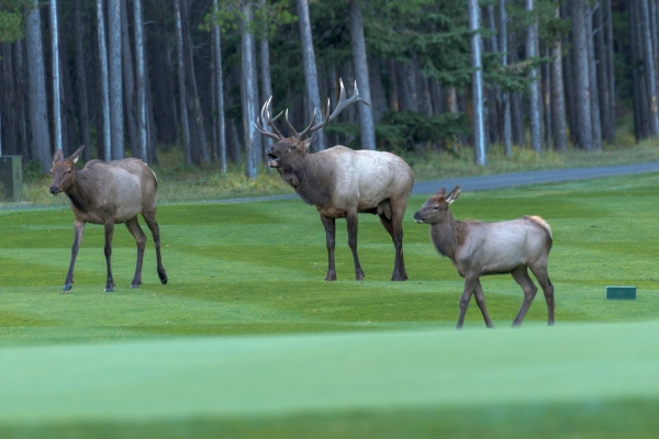 Day-12 Banff Golf Elk 2022-09-26 82