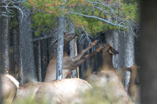 Day-12 Banff Golf Elk 2022-09-26 89