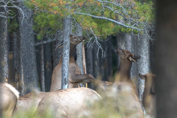 Day-12 Banff Golf Elk 2022-09-26 90