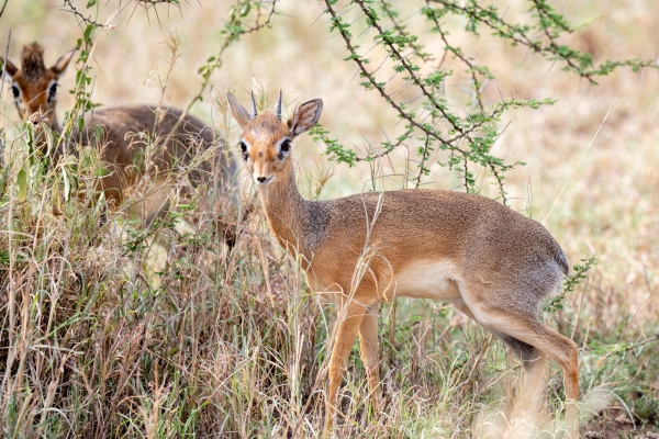 Dik Dik, Kirk's D07 Serengeti C Nyumbani 231012 150851_