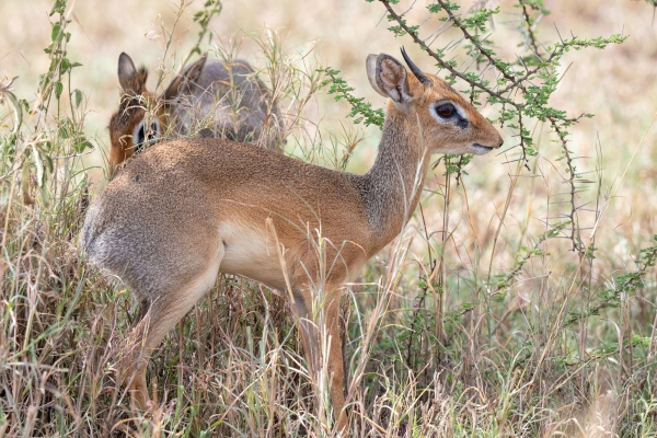 Dik Dik, Kirk's D07 Serengeti C Nyumbani 231012 150913 _03