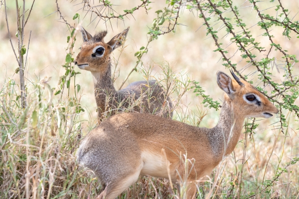 Dik Dik, Kirk's D07 Serengeti C Nyumbani 231012 150920_