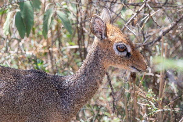 Dik Dik, Kirk's D08 Serengeti C Nyumbani 231013 110326_