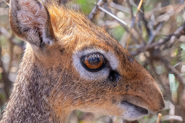 Dik Dik, Kirk's D08 Serengeti C Nyumbani 231013 110328_