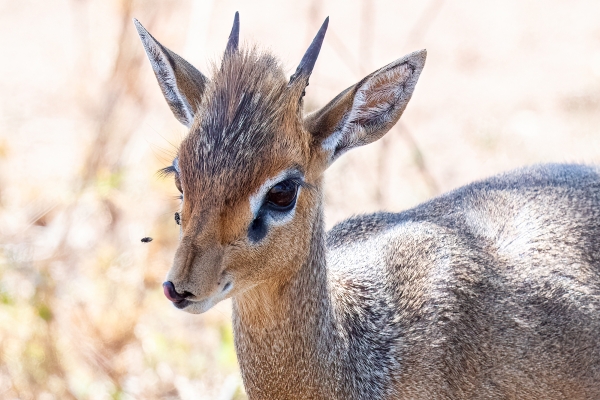 Dik Dik, Kirk's D08 Serengeti C Nyumbani 231013 110526_