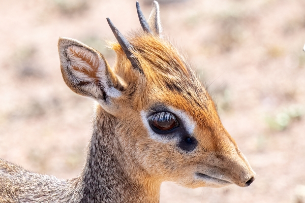 Dik Dik, Kirk's D08 Serengeti C Nyumbani 231013 110608_