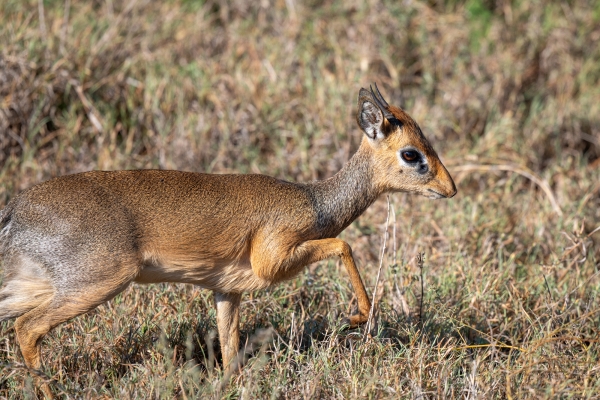 Dik dik, Kirk's D08 Serengeti C Nyumbani 231013 081508_